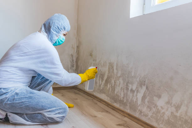 Licensed Commercial Mold Remediation service in Hoboken, NJ - Car Mold Remediation